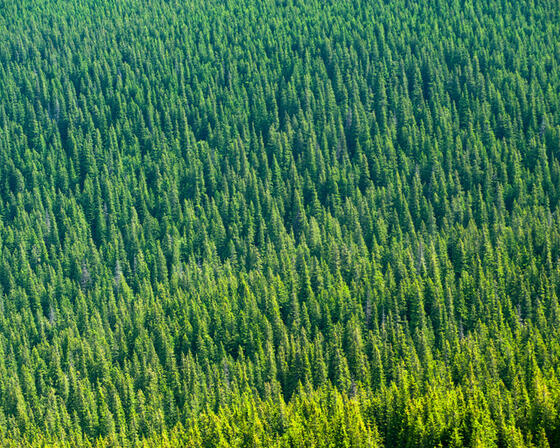 Tops of trees - pine forest