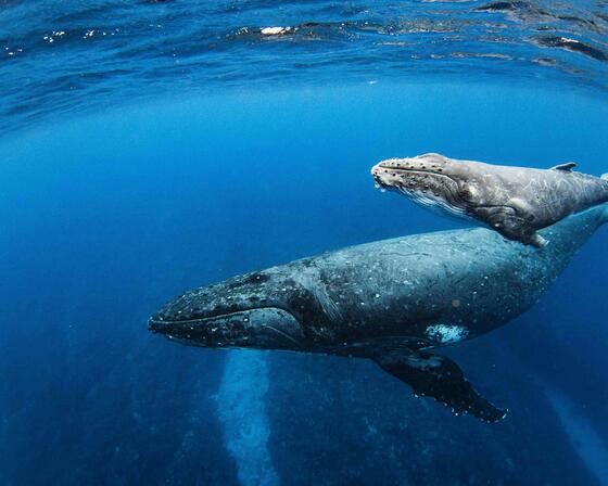 Blue whale and her calf swim through the open blue ocean, near the surface of the water